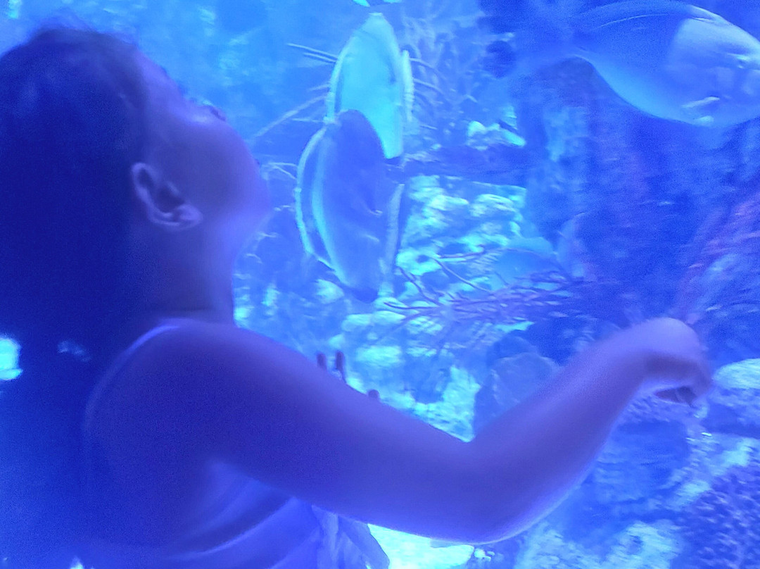 Atlantis Aquarium Madrid-阿罗约莫利诺斯必去景点