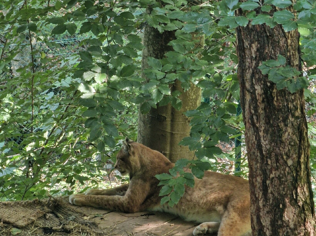 BELPARK- Parco Faunistico di Spormaggiore-Spormaggiore必去景点
