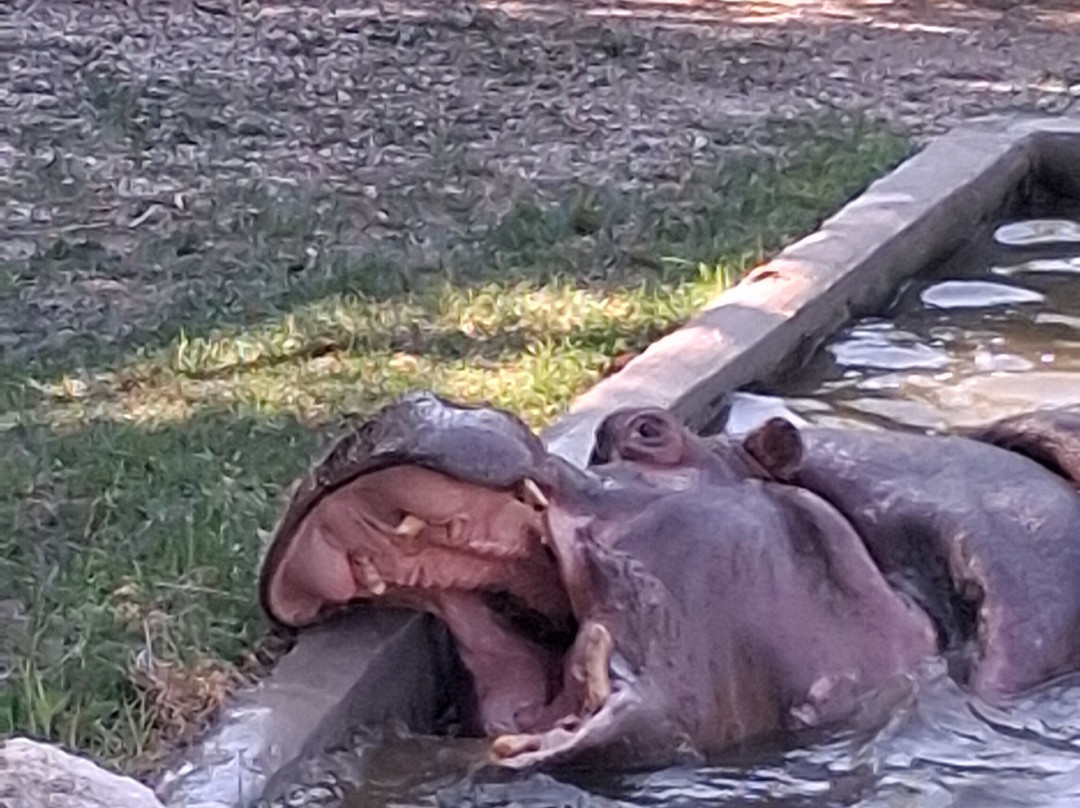 Parco Zoo Falconara-Falconara Marittima必去景点
