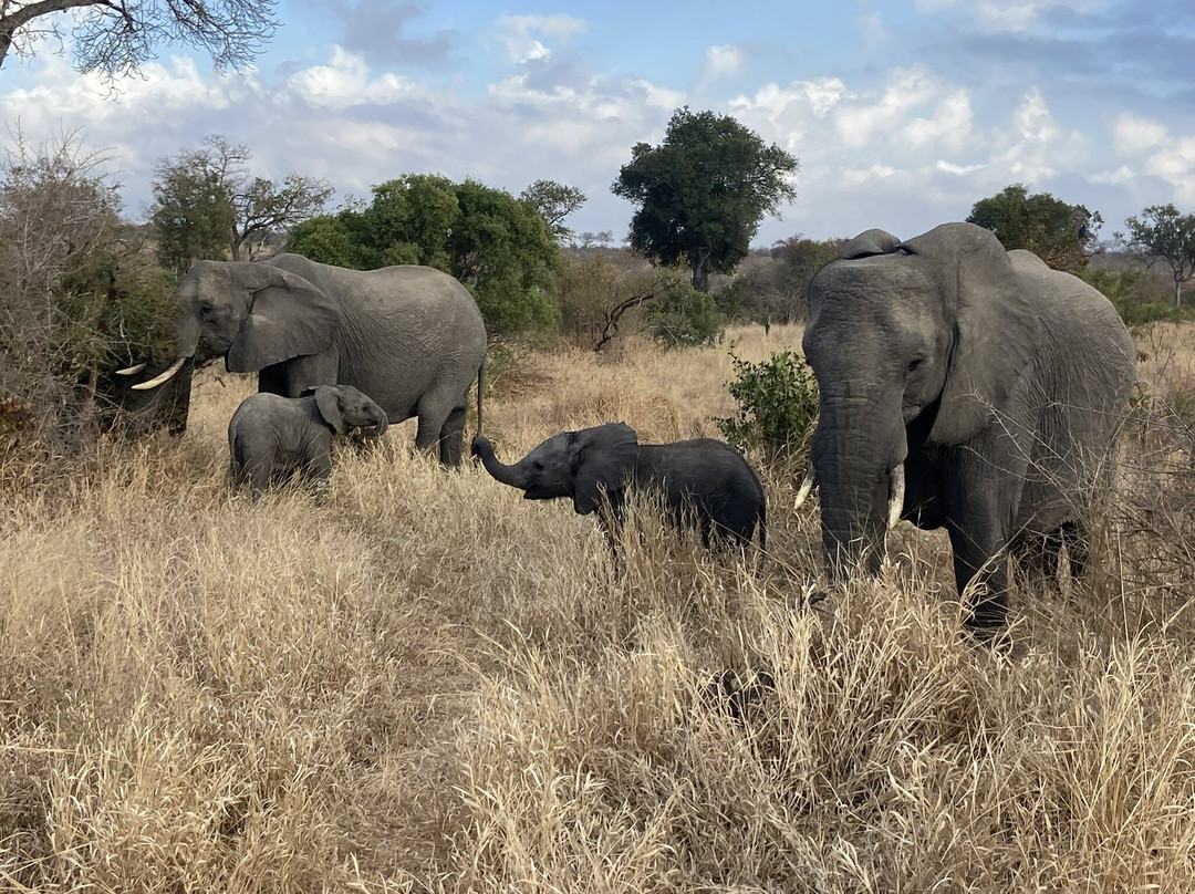 Kruger Untamed