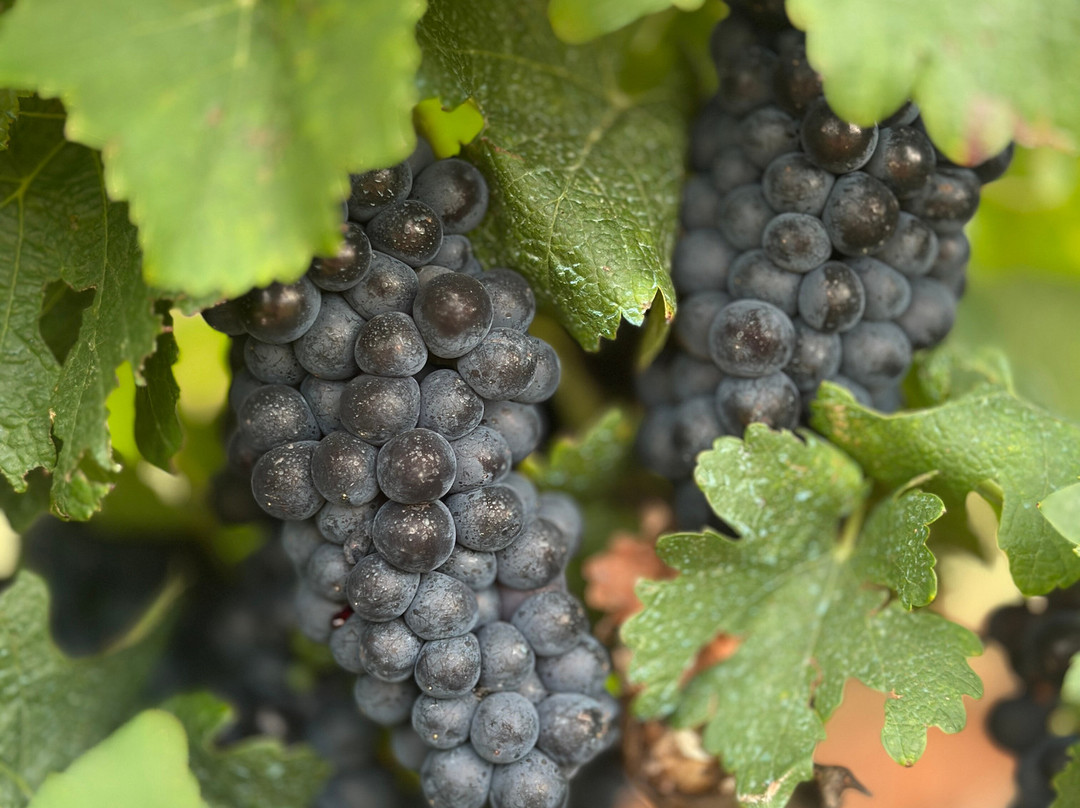 Domaine Terre De Mistral-Rousset必去景点