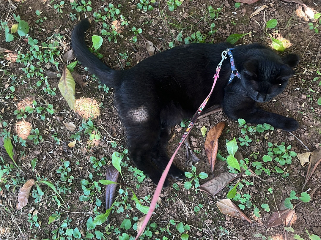 Agriturismo il Podere di Vedelago主图