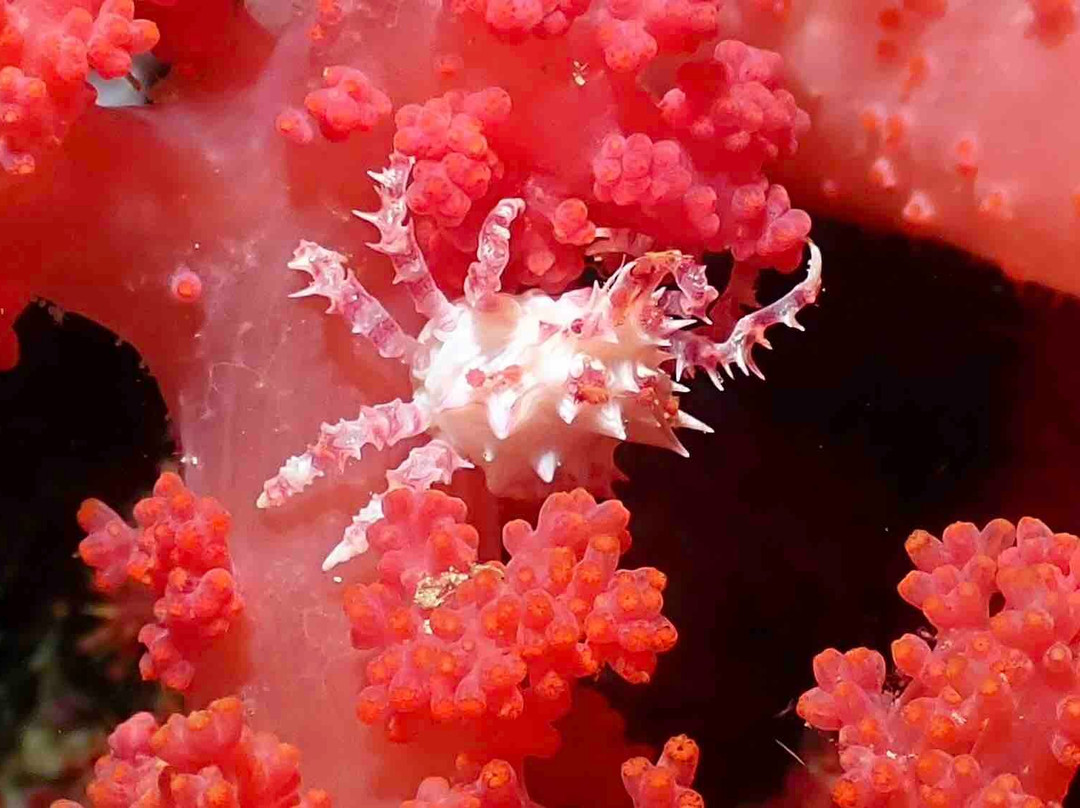 Cebu Fun Divers-莫阿尔博阿尔必去景点