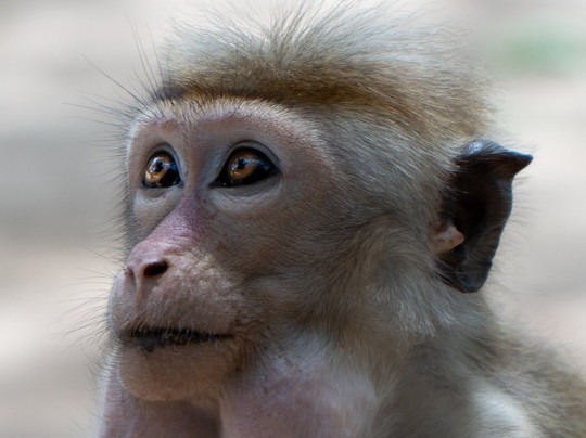 Beauty Island Lanka Travels-Wattegama必去景点