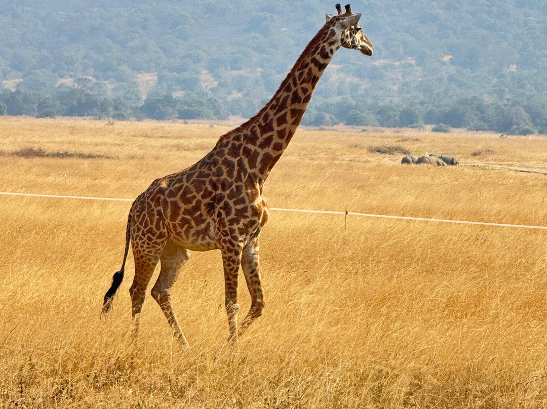Pamoja Safaris-恩德培必去景点