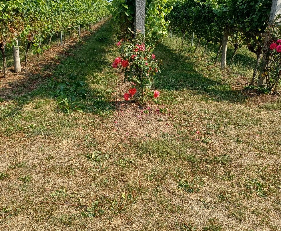 Langham Wine Estate Vineyard-多切斯特必去景点