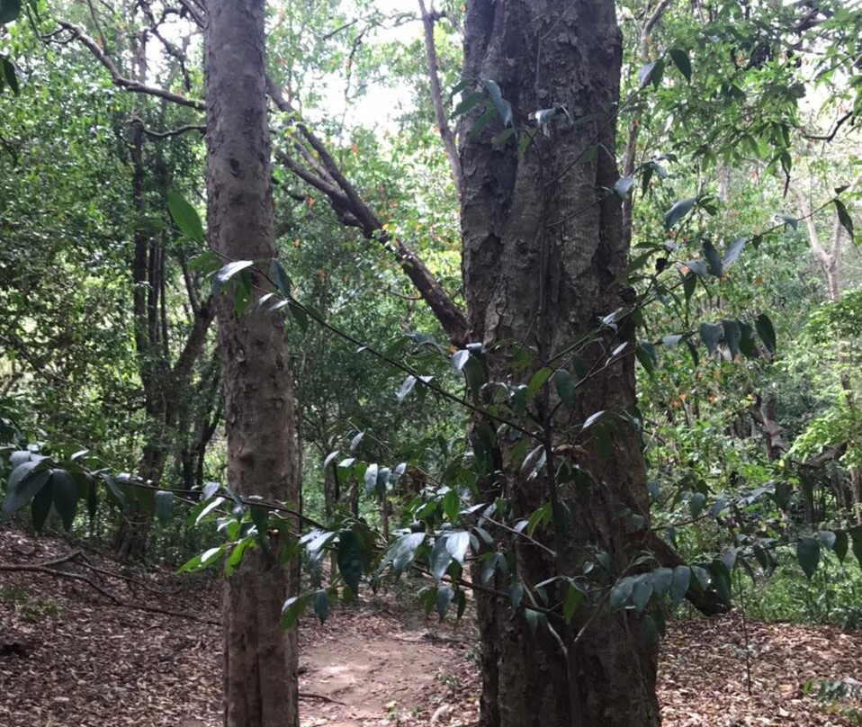 Kaludiya Pokuna Nature Walks-锡吉里亚必去景点