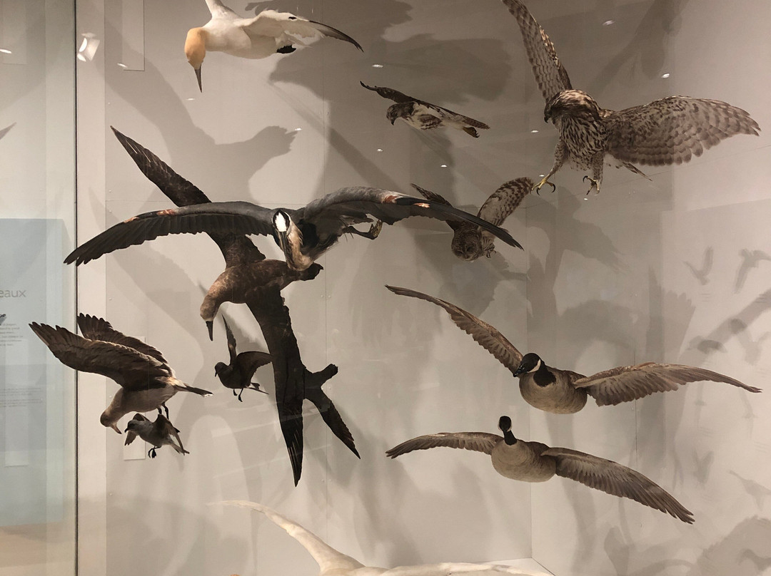 Canadian Museum Of Nature-渥太华必去景点