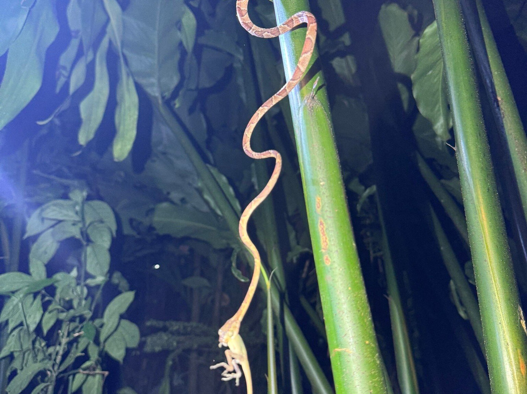 Mistico Arenal Hanging Bridges Park-福德圣卡洛斯必去景点