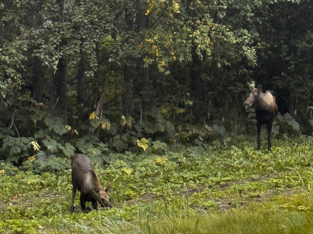 Alaska Pablo's  Bike Rentals & Tours-安克雷奇必去景点
