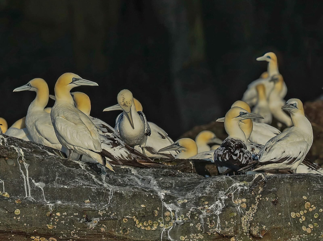 Shetland Seabird Tours - The Noss Boat-Lerwick必去景点