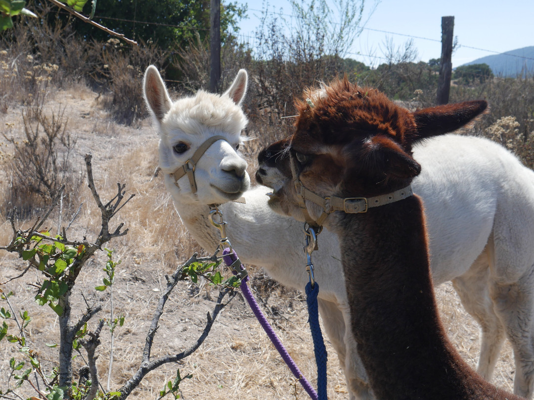 D'jango Hill Farm-卡梅尔必去景点