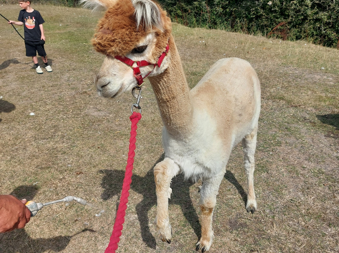 Me2you Burley Alpacas-Burley必去景点