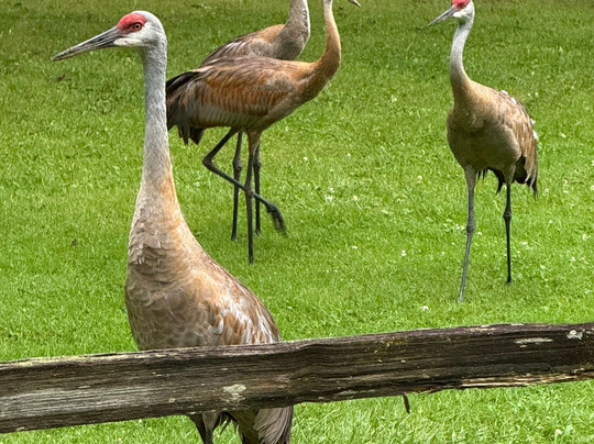 Kensington Metropark-Milford必去景点