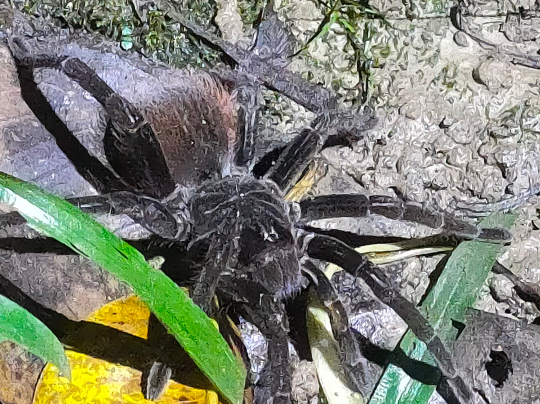 Amazon Jungle Johnny Tours-Puerto Narino必去景点