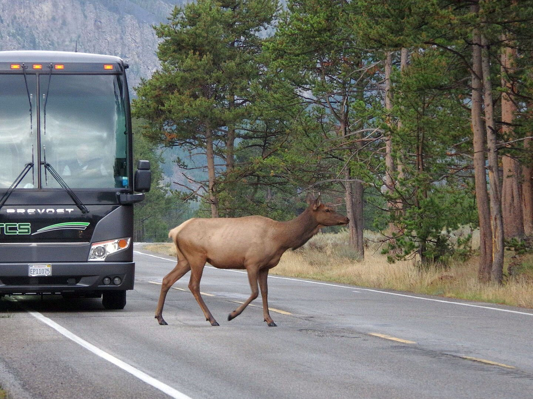 Yellowstone National Park-黄石国家公园必去景点
