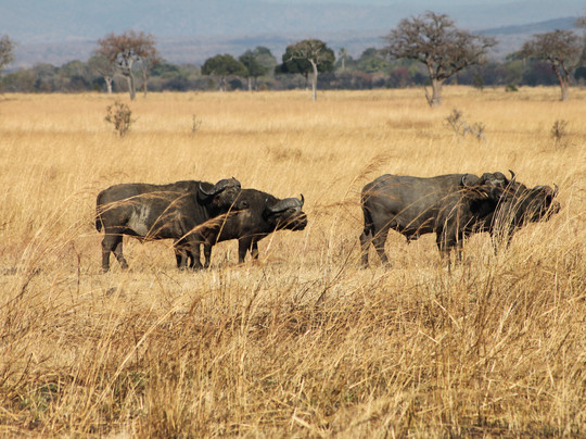 Africalife Tours and Safaris.-莫西必去景点