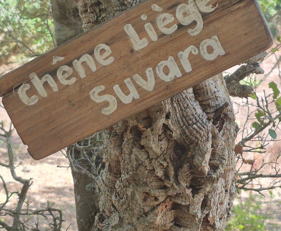Parc Naturel D'Olva-Sartene必去景点