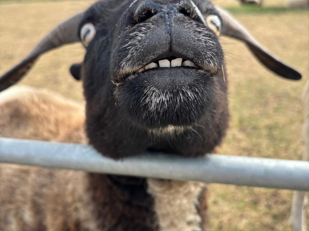 Hasty's Adventure Farm-滨海克拉克顿必去景点