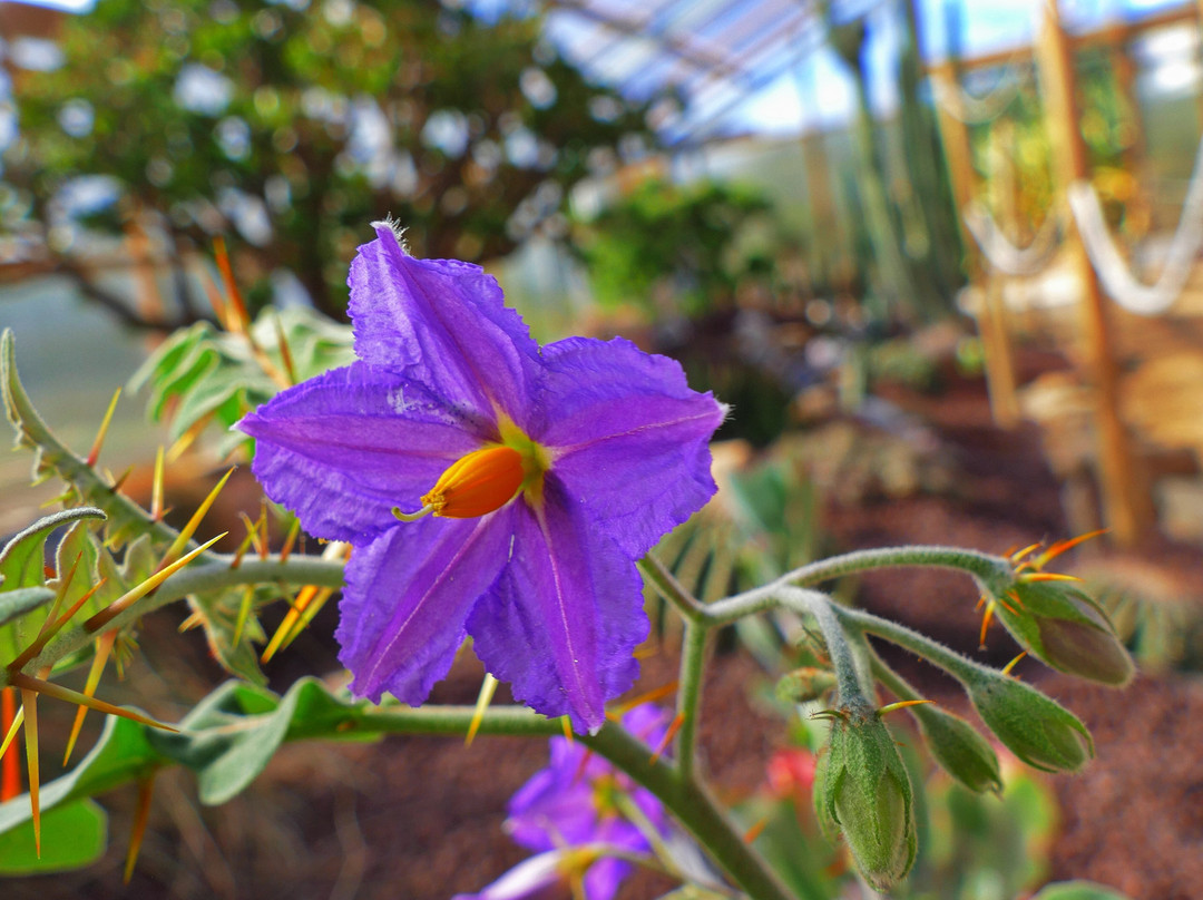 Jardin Exotique et Botanique de Roscoff-罗斯科夫必去景点