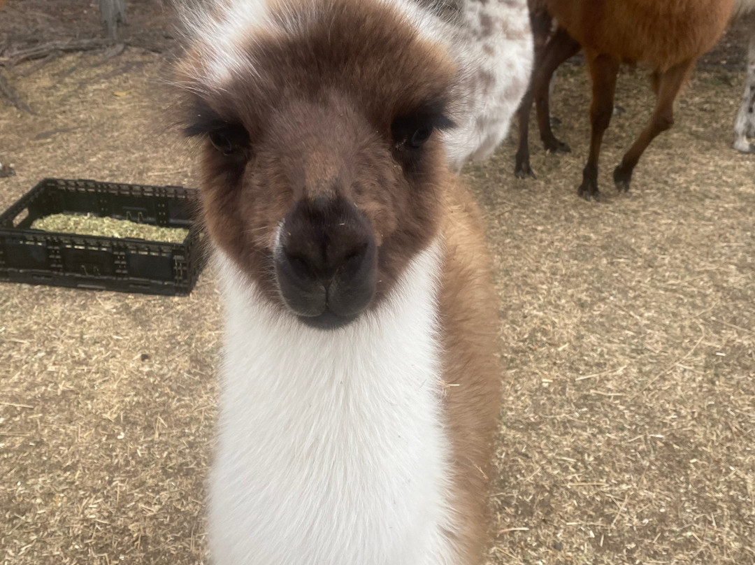 The Llama Farm-伊普斯威奇必去景点