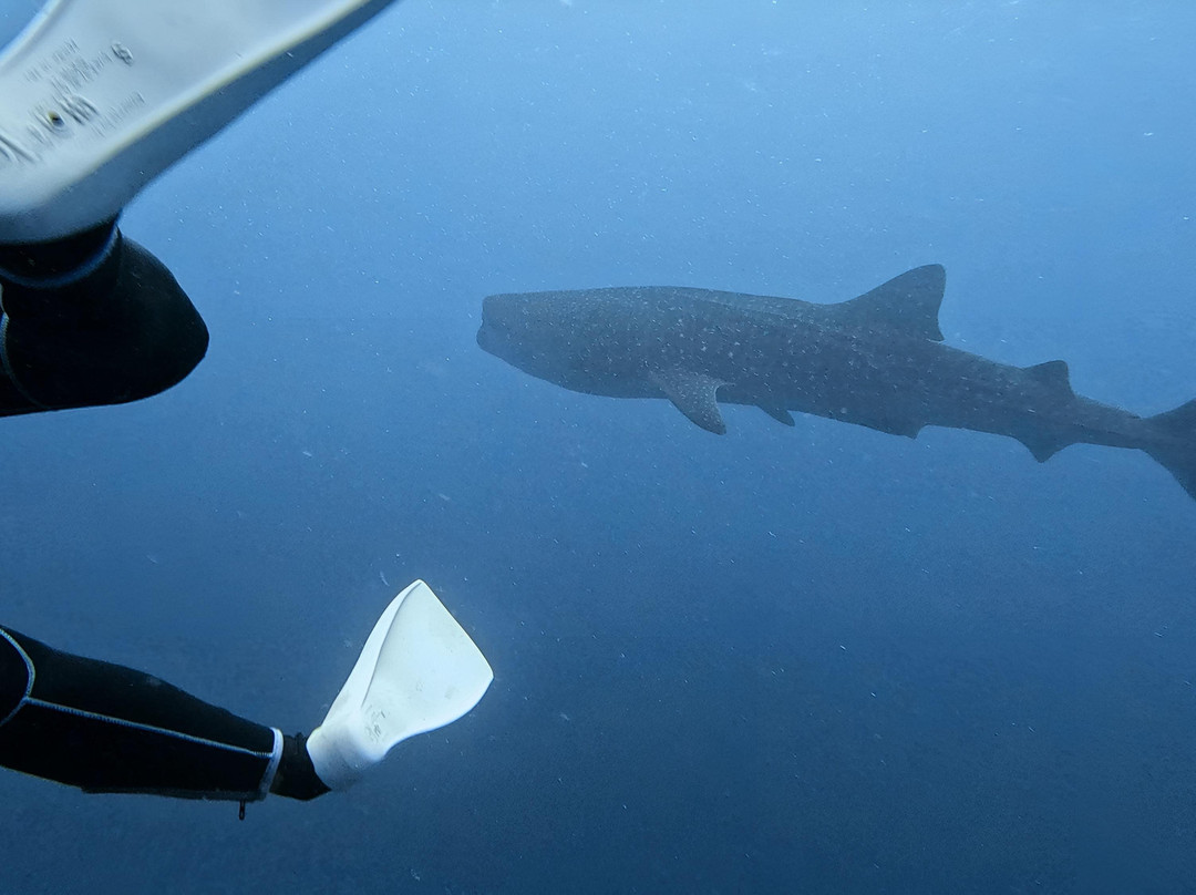 Euro-Divers LUX South Ari Atoll-南阿里环礁必去景点