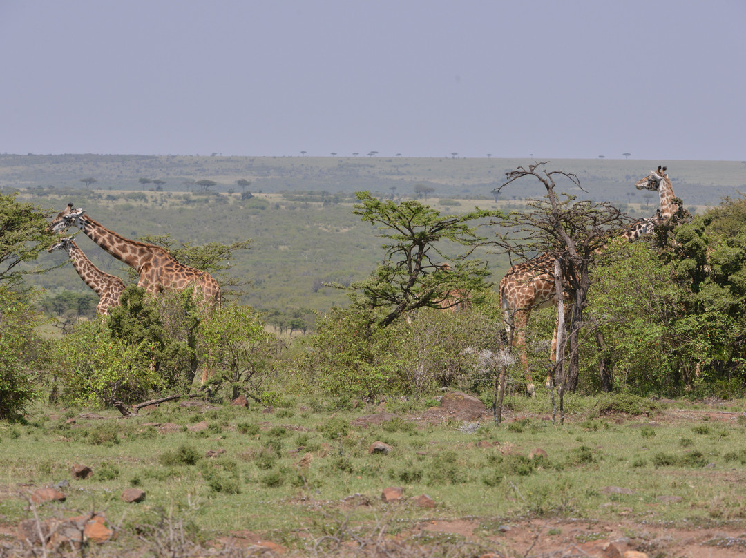 Mara Naboisho Conservancy-纳罗克必去景点