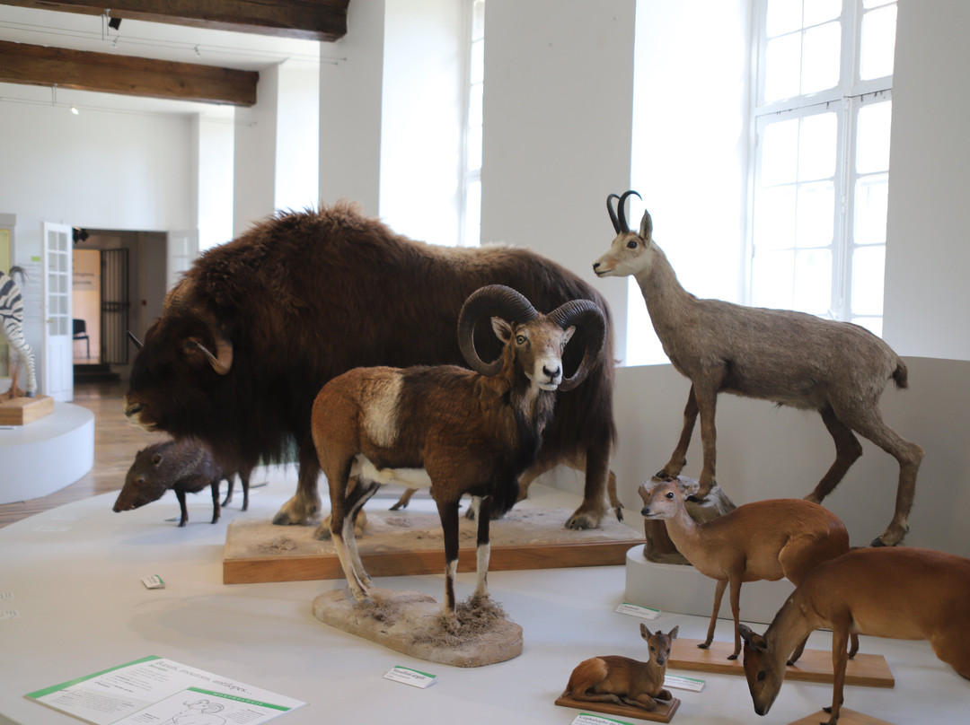 Musée Saint-Loup-特鲁瓦必去景点