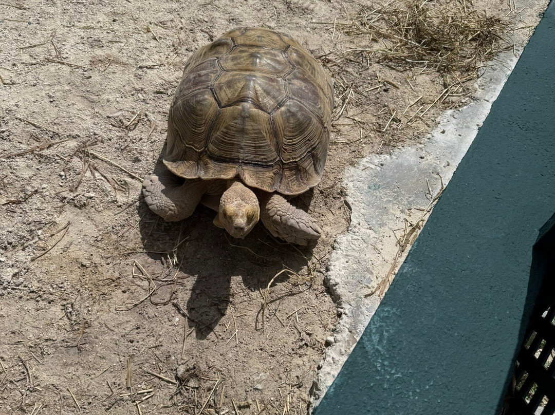 The Dolphin Experience-弗里波特必去景点
