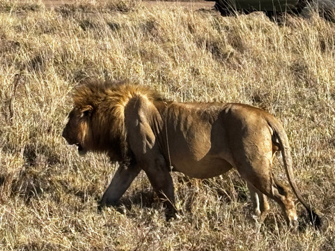 Vumbua Safari-阿鲁沙必去景点