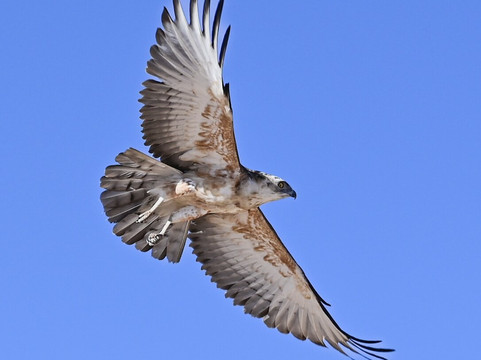 Nature Africa Safaris Namibia-温德和克必去景点
