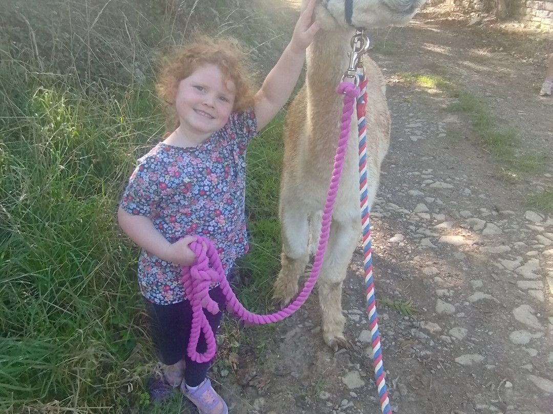 Cary Alpacas-约维尔必去景点