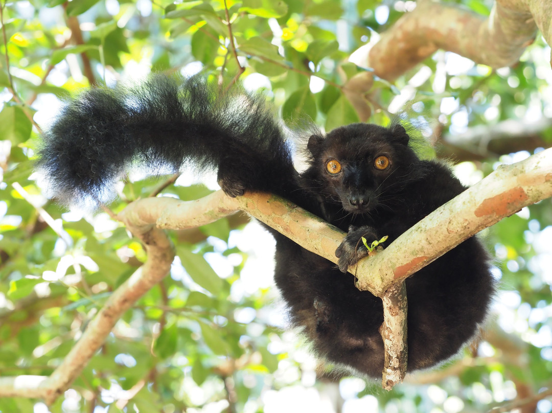 Dodi's Lemur Tours-Tolanaro必去景点