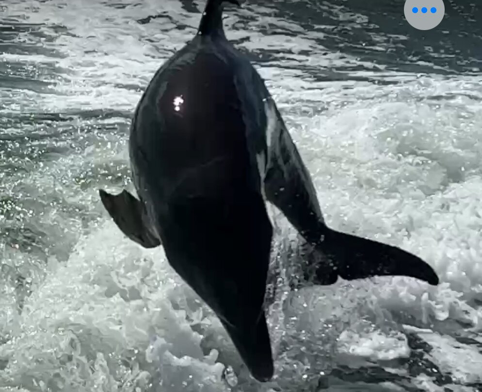 Suncoast Adventure Tours And Charters-Osprey必去景点