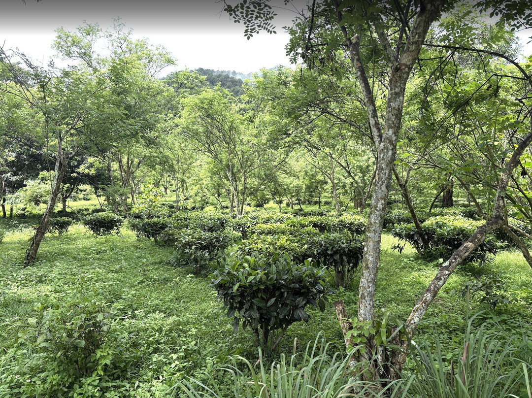 Araksa Tea Plantation - Day Tours-清迈必去景点