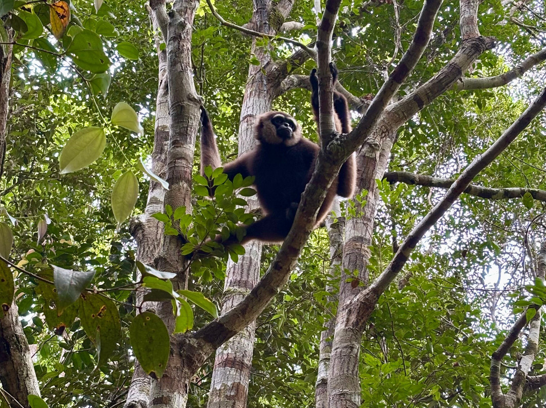 Local Guides - Tanjung Puting-Pangkalan Bun必去景点