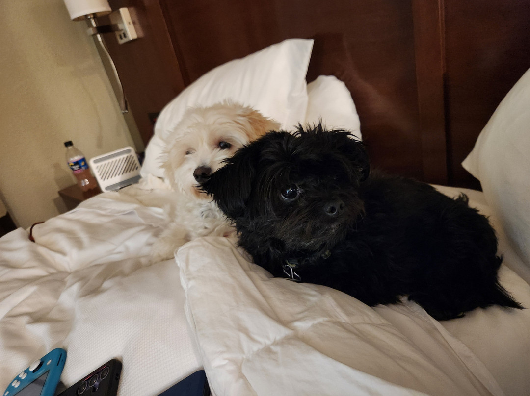 Comfort Inn & Suites主图