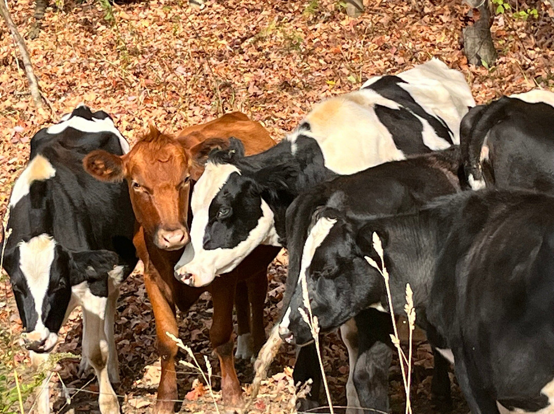 Lamoille Valley Bike Tours-Johnson必去景点