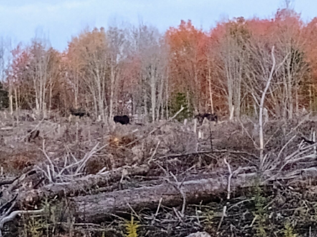 Moosehead Area Guide Service-Greenville必去景点