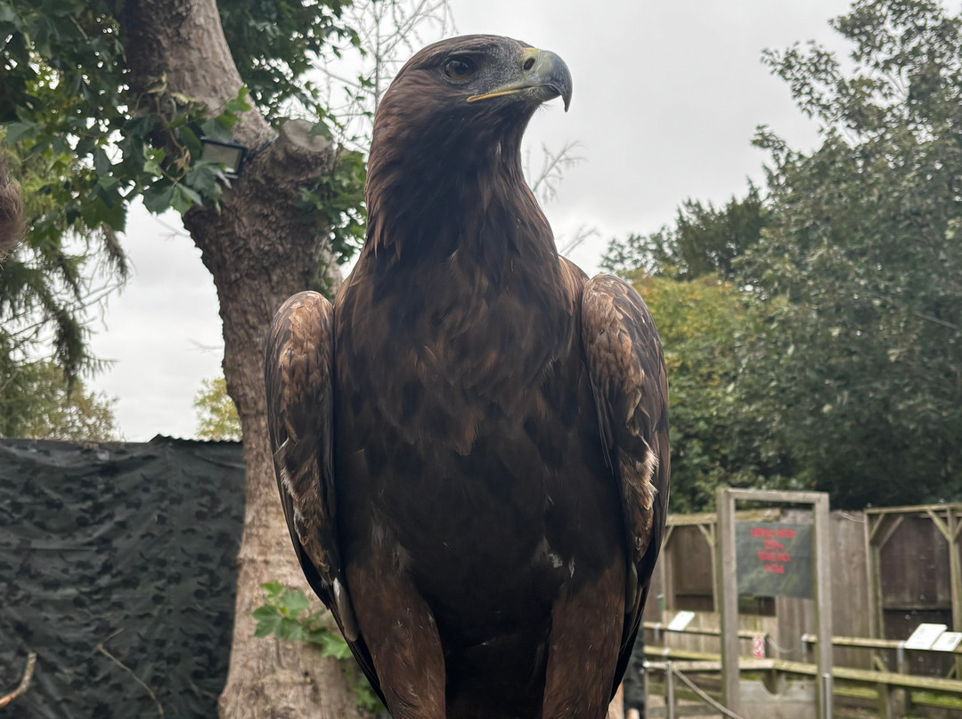 York Bird of Prey Centre-伊辛瓦必去景点