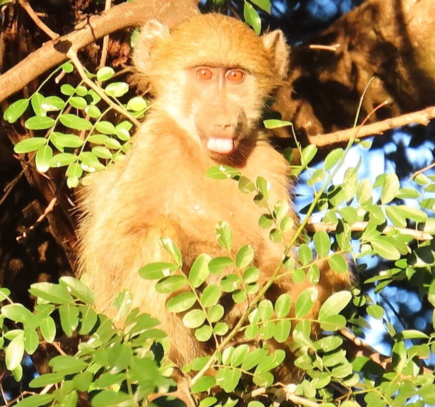 Bearded Heron Safaris-司库库札必去景点