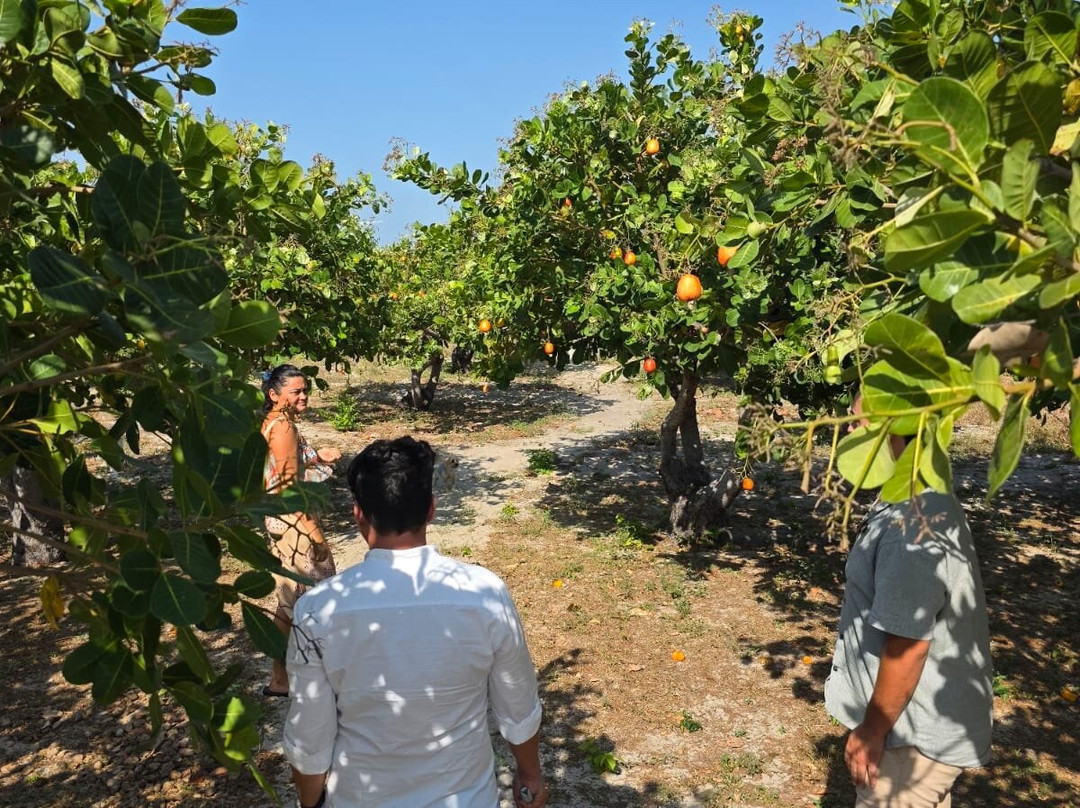 Rota do Caju-Fortim必去景点