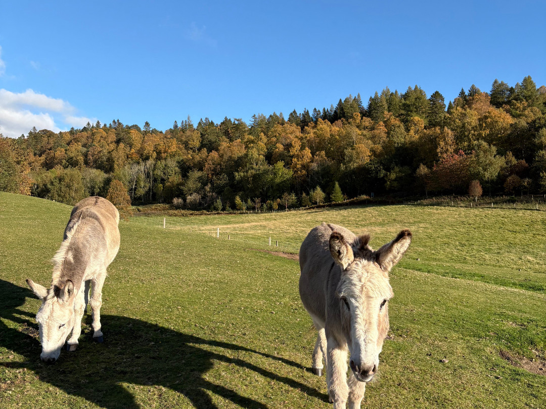 Action Glen At Crieff Hydro-Crieff必去景点