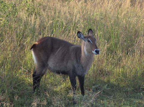 Tips-Travels UG-坎帕拉必去景点