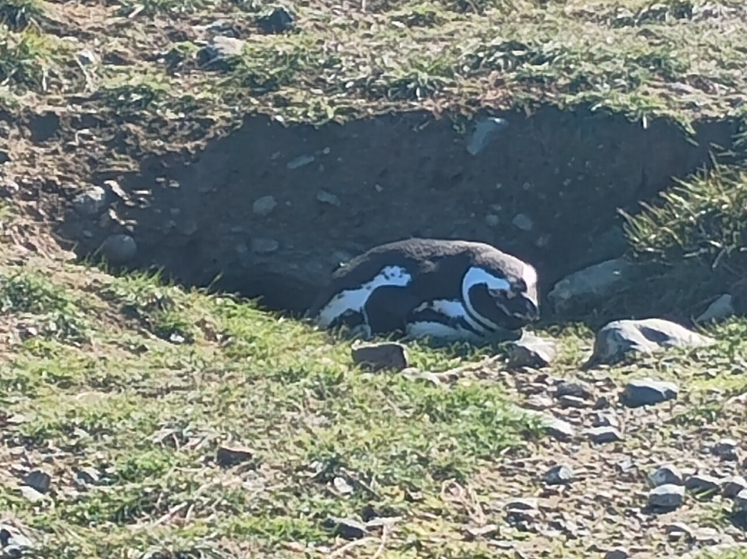 Isla Magdalena-蓬塔阿雷纳斯必去景点