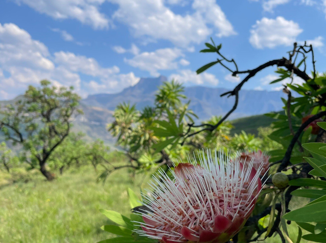 Thendele Hutted camp主图