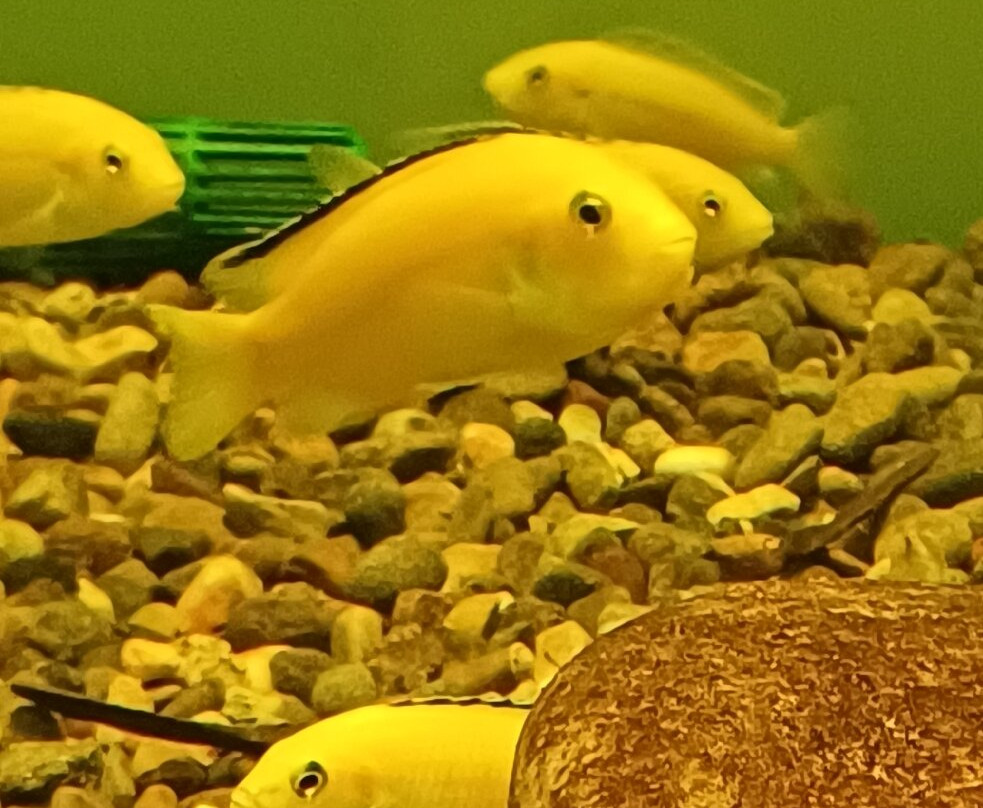 Kastoria Aquarium-卡斯托里亚必去景点