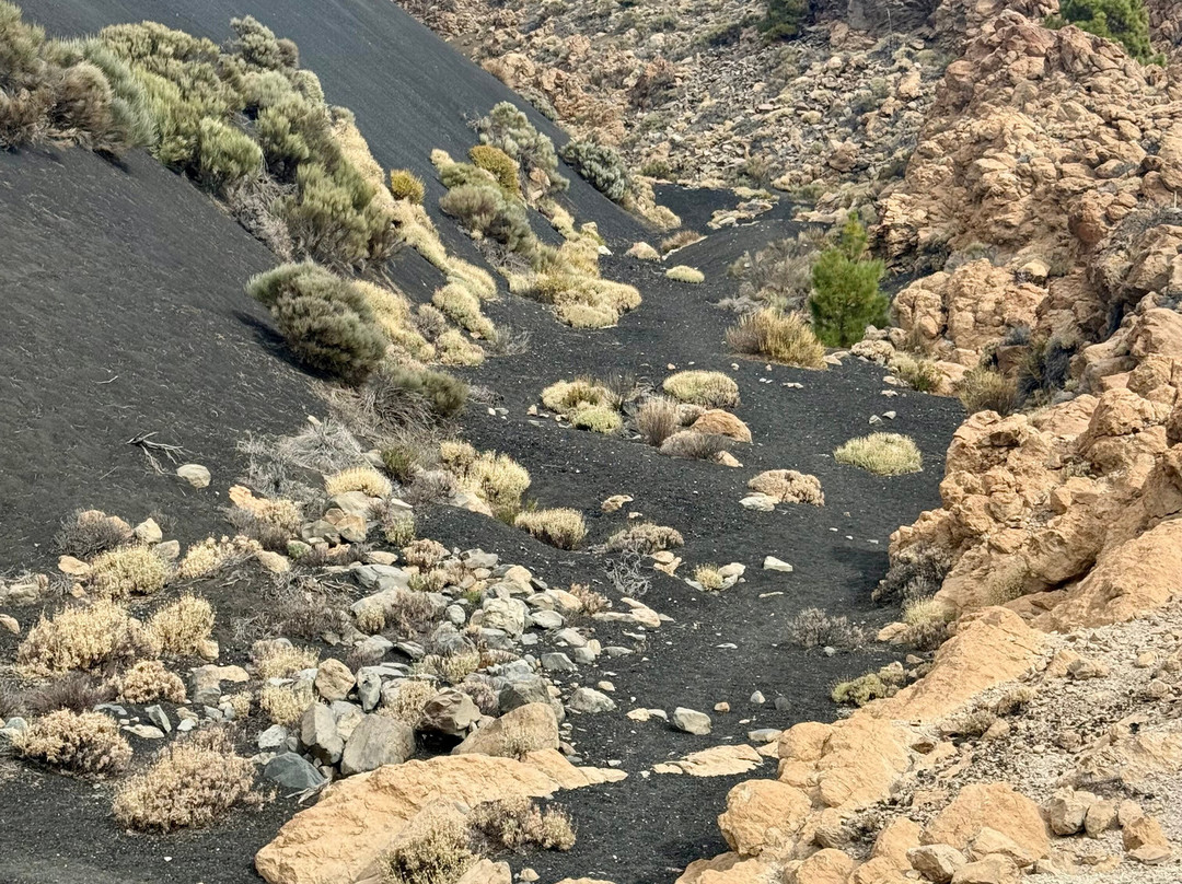 Canarias Nature Guides-Tegueste必去景点