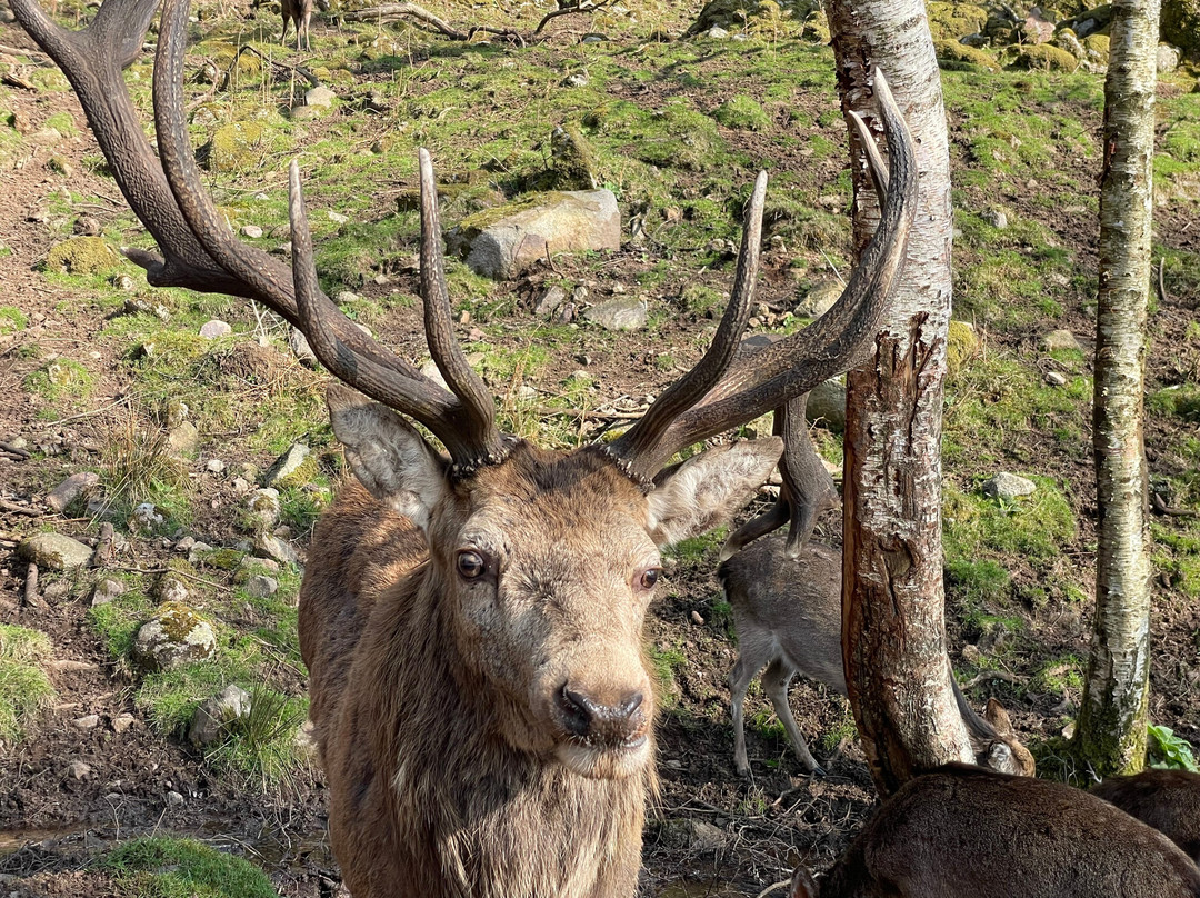 Bainloch Deer Park-Dalbeattie必去景点