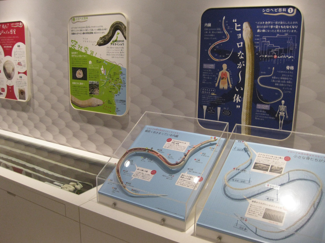 Iwakuni Shirohebi Museum-岩国市必去景点